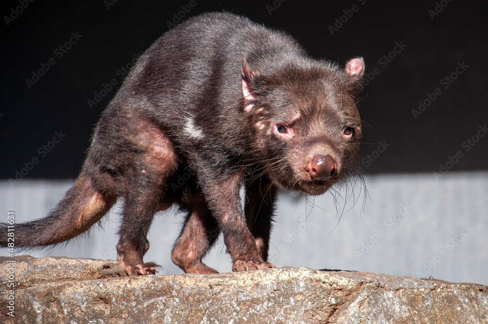 Sydney Australia, sarcophilus harrisii also known as a tasmanian devil walking across rock in sunshine Sydney Australia, sarcophilus harrisii also known as a tasmanian devil walking across rock in sunshine
