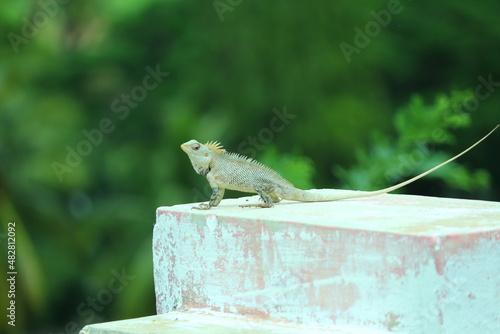 iguana on a floor