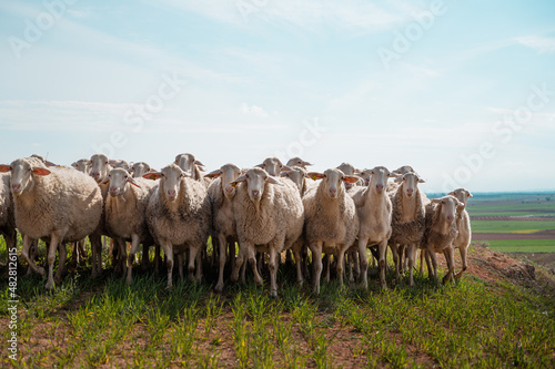 Herd of sheep with a windmill in the background. Castilla la Mancha
