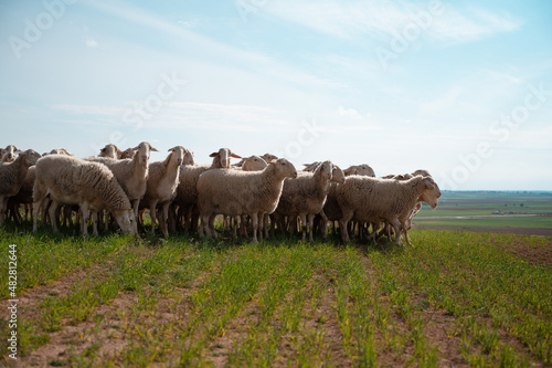 Herd of sheep with a windmill in the background. Castilla la Mancha