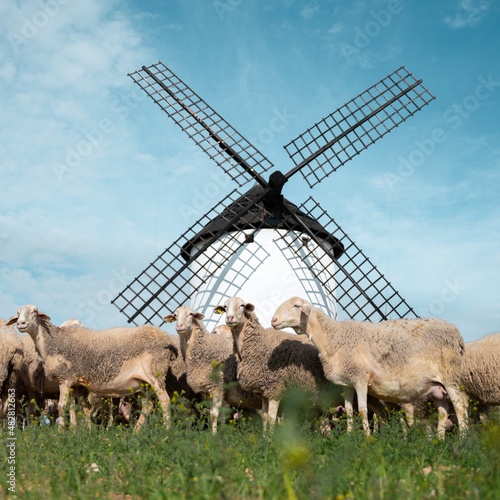 Herd of sheep with a windmill in the background. Castilla la Mancha