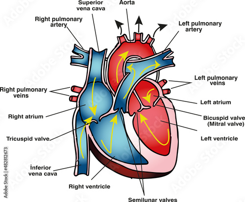 human heart anatomy