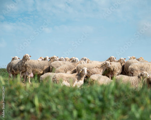 Herd of sheep with a windmill in the background. Castilla la Mancha