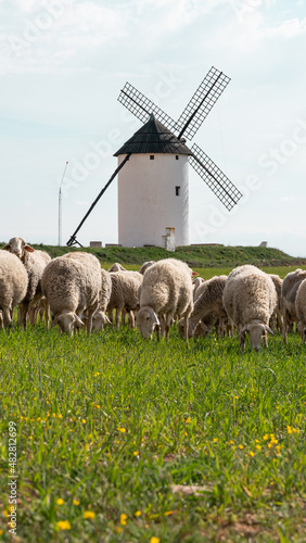 Herd of sheep with a windmill in the background. Castilla la Mancha