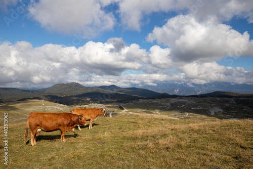 Deux vaches rousses dans un champ à la montagne ciel bleu et nuage