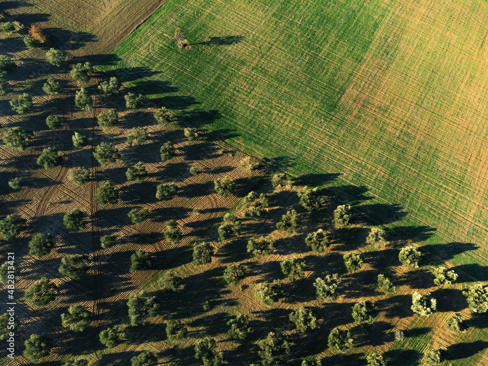 Fototapeta premium Aerial top view of an Olive field