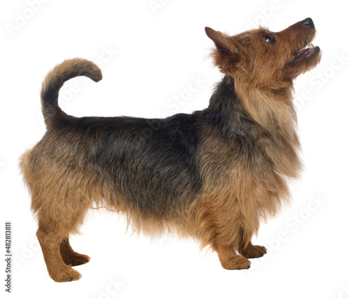 Foto Australian terrier