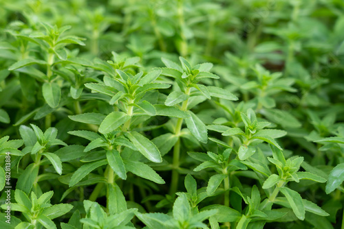 Macro photo of Limnophila geoffrayi
