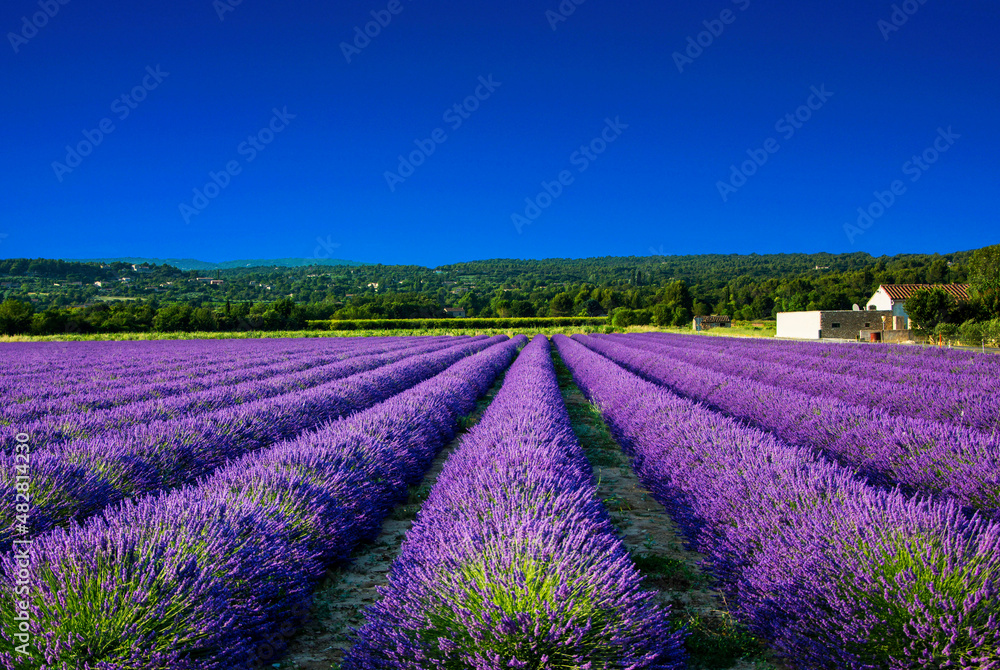 Obraz premium fioletowa lawenda, pole lawendy na tle nieba (lavendula), pole lawendy na tle nieba, lawenda wąskolistna, lavender, Lavandula angustifolia, lavender field, mediterranean garden, ogród prowansalski 