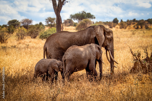 Photography elephants in the savannah with baby