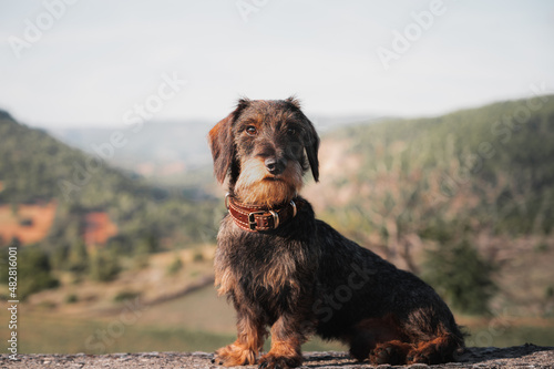 A wirehaired dachshund sits against mountains background