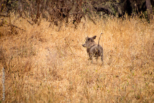 warthog runnin in the wilds of tanzania