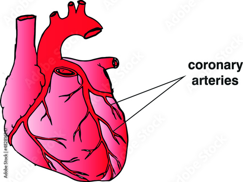 Coronary arteries
