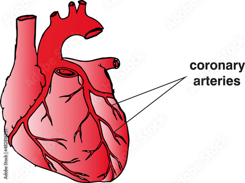Slika na platnu coronary arteries