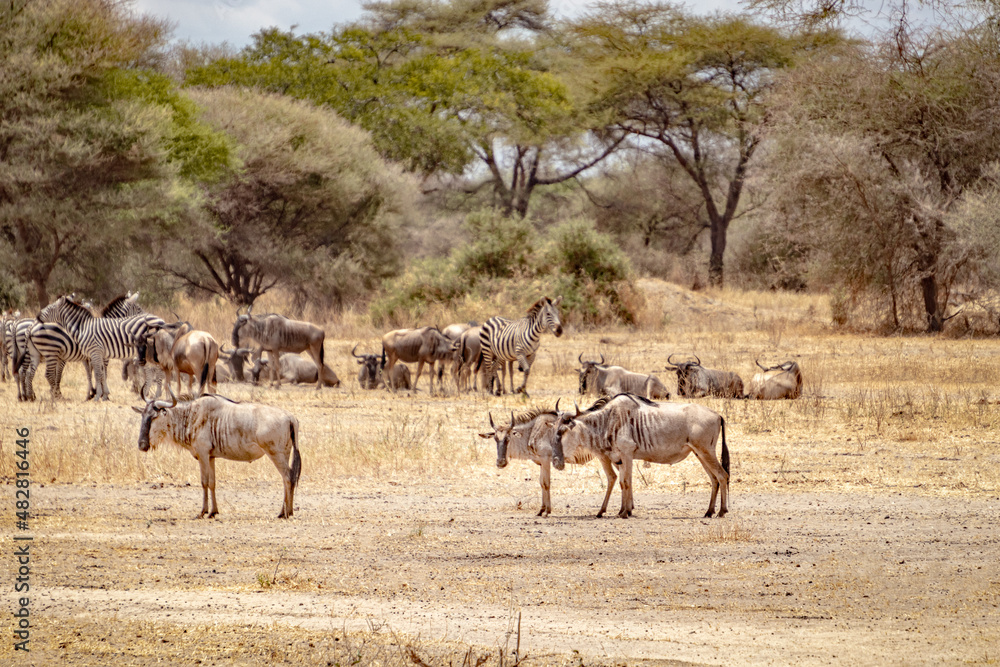 Fototapeta premium herd of wildebeest