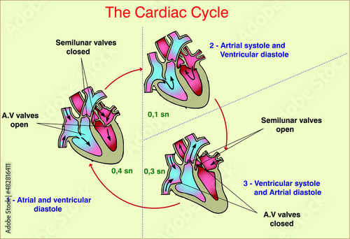 The cardiac cycle photo