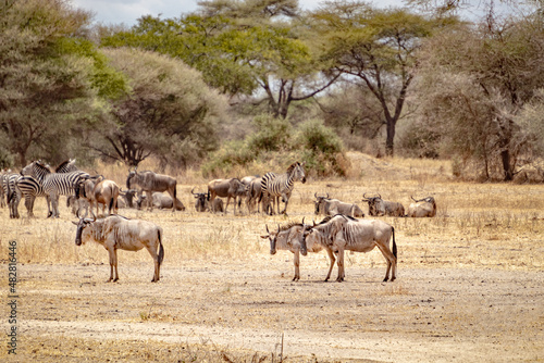 herd of wildebeest © Laura Jane Arnold