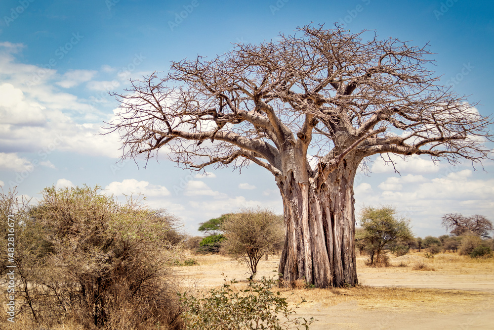 baobab tree in national park tanzania baobab tree in national park tanzania