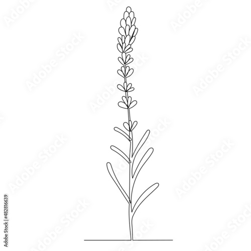flower drawing in one continuous line ,vector, isolated
