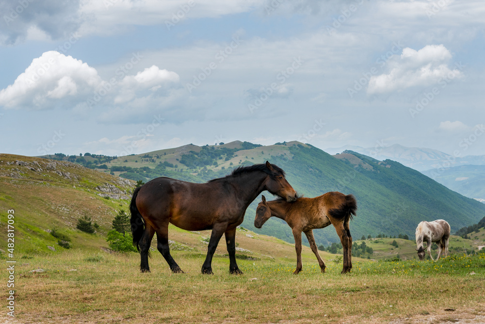 September 2021, Horses free in the Gran Sasso and Monti della Laga National Park September 2021, Horses free in the Gran Sasso and Monti della Laga National Park