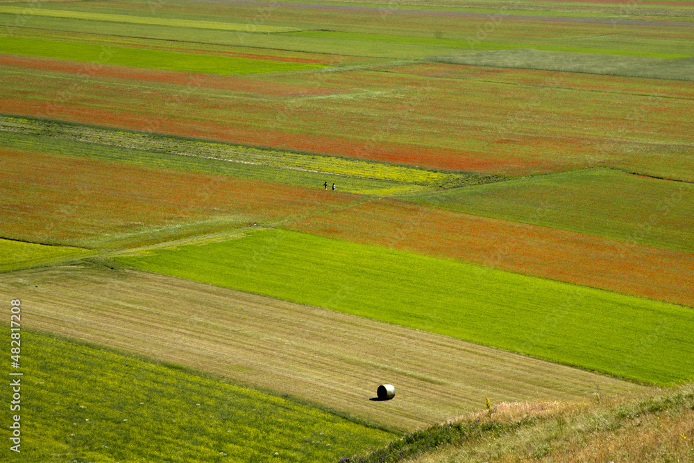 June 2021. The flowering of lentils in Castelluccio di Norcia. Nature transforms the plain at the foot of Mount Carrier into a multi-colored painting