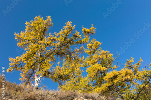 Yellow autumn larch trees on blue sky background.