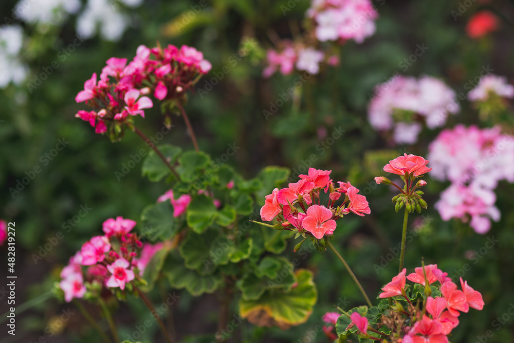 Pink and red flowers of geraniums planted in the ground Pink and red flowers of geraniums planted in the ground
