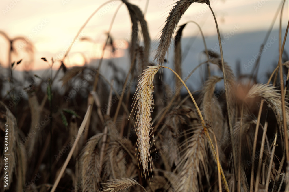 Fototapeta premium charset=Ascii