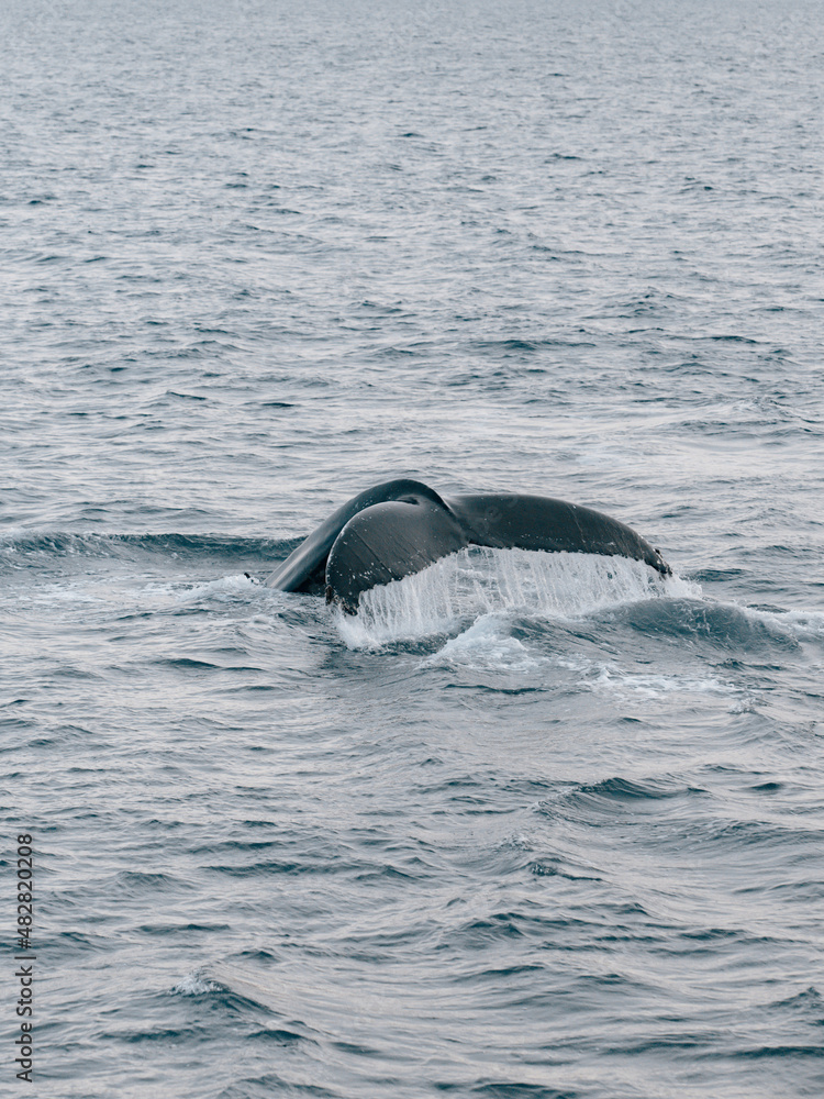 Cola de ballena jorobada, vista en Islandia Cola de ballena jorobada, vista en Islandia