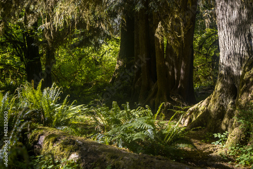 Deep tropical jungles of Southeast Asia