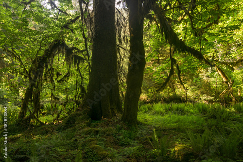 Deep tropical jungles of Southeast Asia