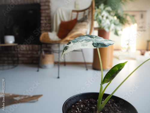 Variegated Alocasia Micholitziana, commonly known as Alocasia Frydek photo