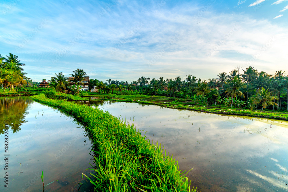 Fotografie Ubud rise fields, Bali, Indonesia