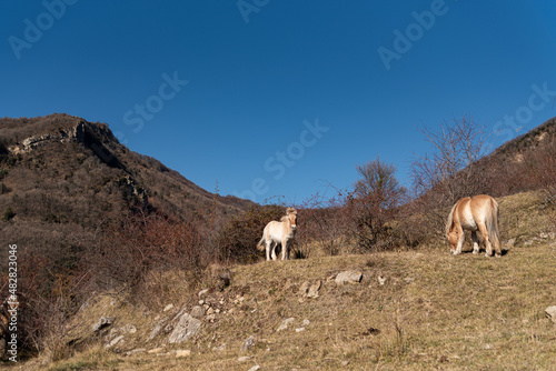 norwegian horses known as fjord horses are seen in the wild in among mountains running free and eating in group in pristine natural mountains