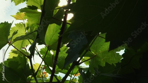Sun shining through leaf of trees on a warm summer day, close-up