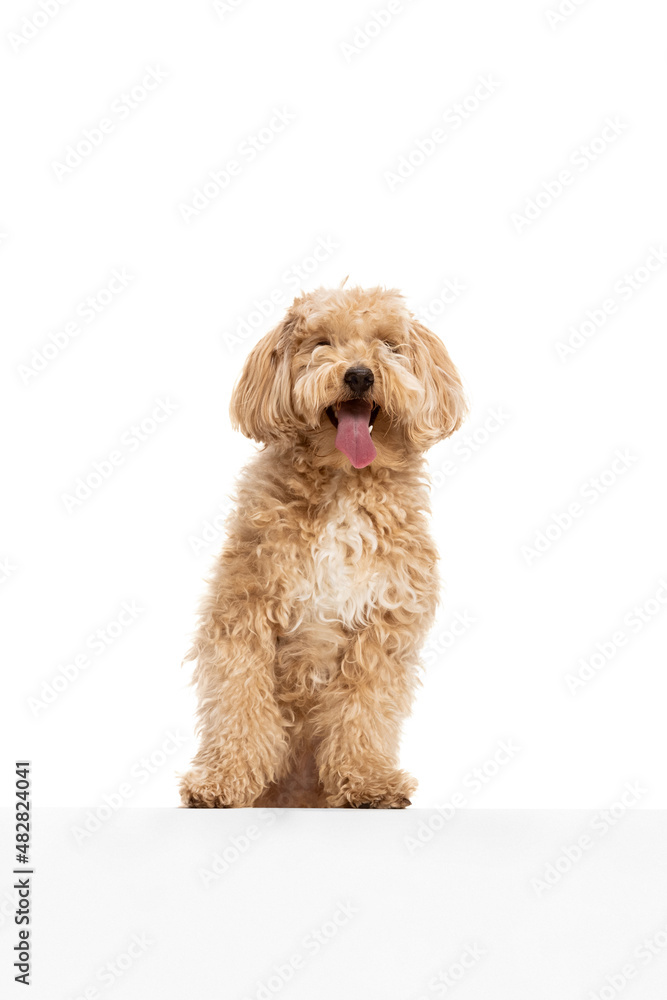 Closeup cute dog, maltipoo golden color posing isolated over white background. Concept of beauty, breed, pets, animal life.