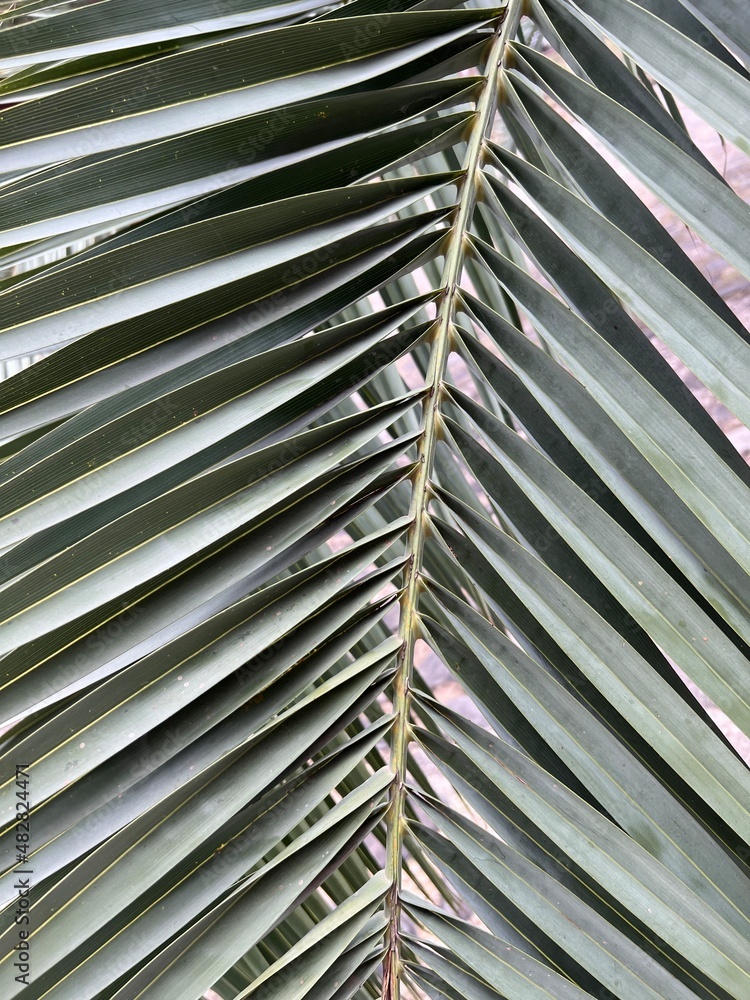 Obraz premium Palm leaf macro background texture