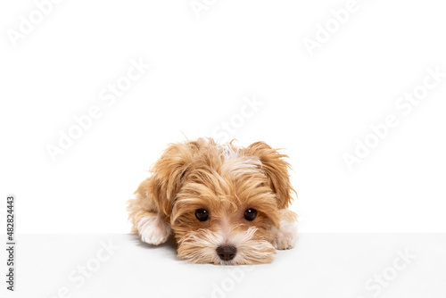 Swetness. Cute small dog, maltipoo golden color posing isolated over white background. Concept of beauty, breed, pets, animal life. photo