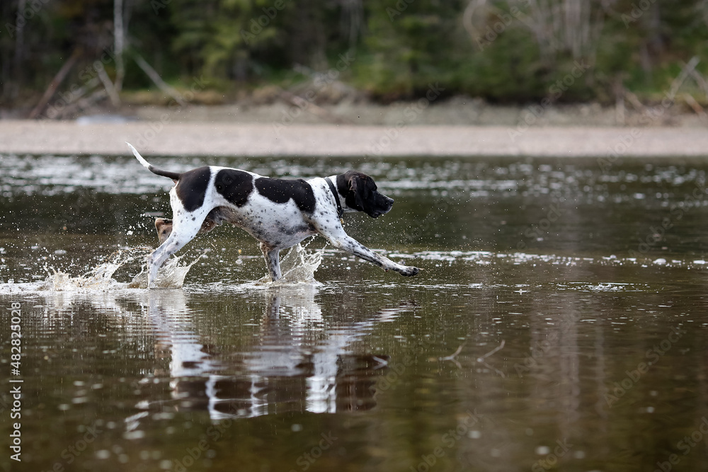 Dog english pointer