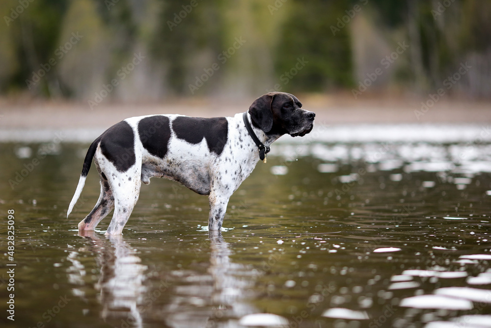 Dog english pointer