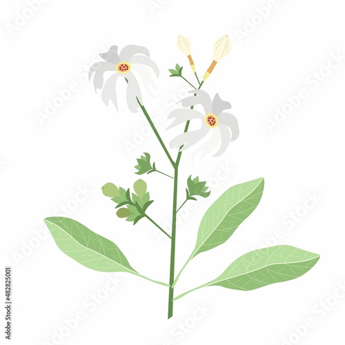 Beautiful Flower, Illustration of Nyctanthes Arbor-tristis or Night Flowering Jasmine with Green Leaves.

