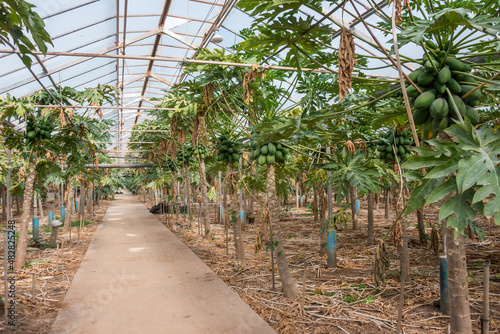 Plantaci  n de papayas en el interior de un invernadero de Canarias