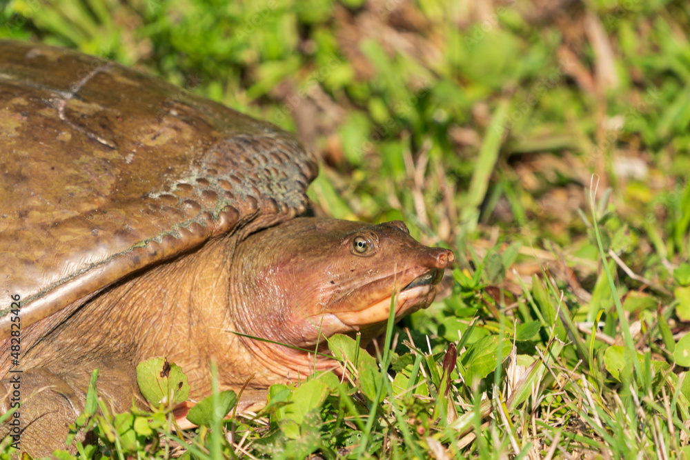 The Florida softshell turtle (Apalone ferox) The Florida softshell turtle (Apalone ferox)