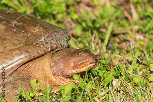 The Florida softshell turtle (Apalone ferox)