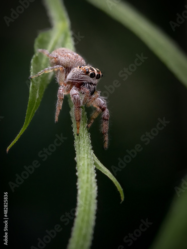 Curious little spider 