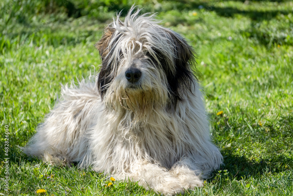 Romanian carpathian shepherd dog portrait