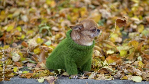Dressed warmly chihuahua at autumn. Dog wearing clothes - a green pullover. Autumn yellow leaves fly by in the wind. UHD, 25fps.