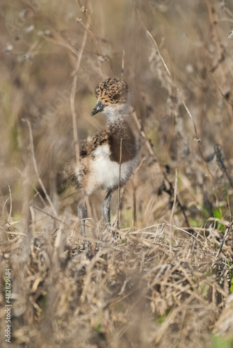 Southern Lapwing chick in grassland, La Pampa Argentina. © foto4440