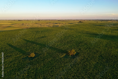 Corn cultivation, Aerial view, in pampas region, Argentina