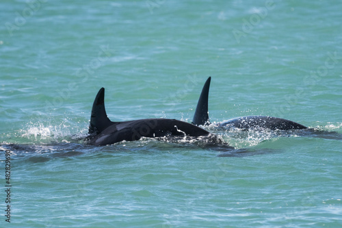 Killer whale hunting sea lions,Peninsula Valdes, Patagonia Argentina © foto4440